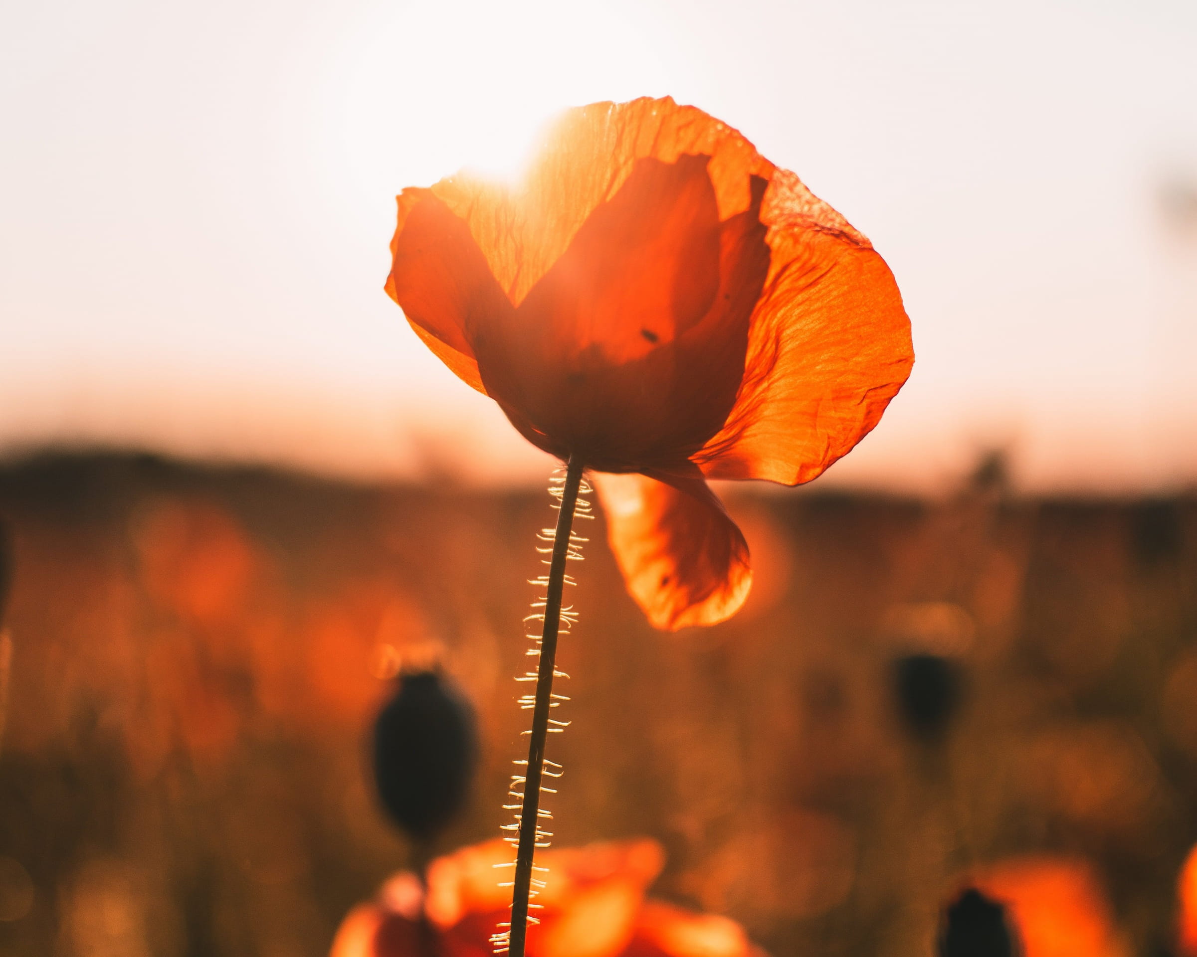 Pipacs illusztráció